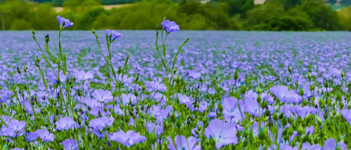 Landscape,Image,Showing,A,Crop,Of,Bright,Blue,Flowering,Common Landscape,Image,Showing,A,Crop,Of,Bright,Blue,Flowering,Common
