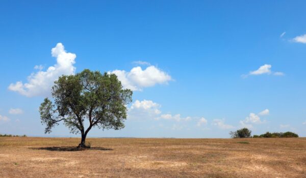 Isolated,Olive,Tree,In,Mediterranean,Landscape,With,Severe,Drought,Due Isolated,Olive,Tree,In,Mediterranean,Landscape,With,Severe,Drought,Due