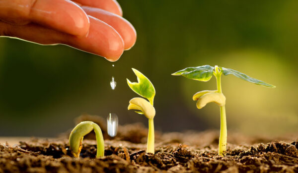 Agriculture,And,Seedling,Concept,By,Male,Hand,Watering,Young,Tree
