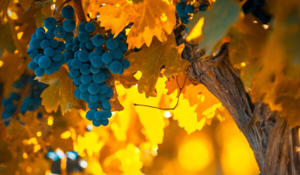 Grape,Bunch,,Very,Shallow,Focus
