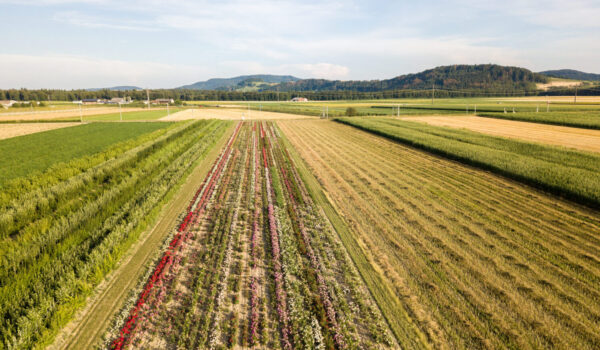 Aerial,Drone,Image,Of,Fields,With,Diverse,Crop,Growth,Based